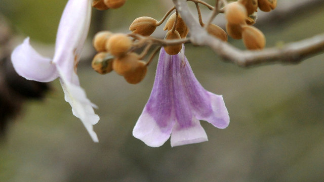 泡桐花