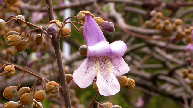 泡桐花