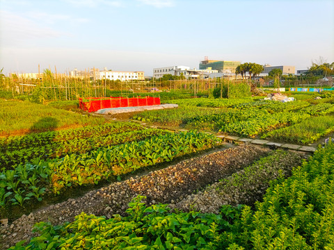 菜地田野