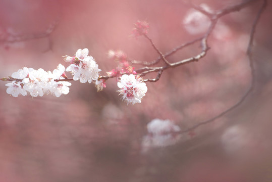 漂亮杏花自然风景