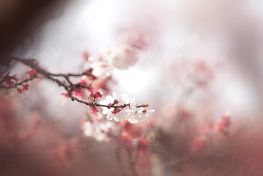 漂亮杏花自然风景