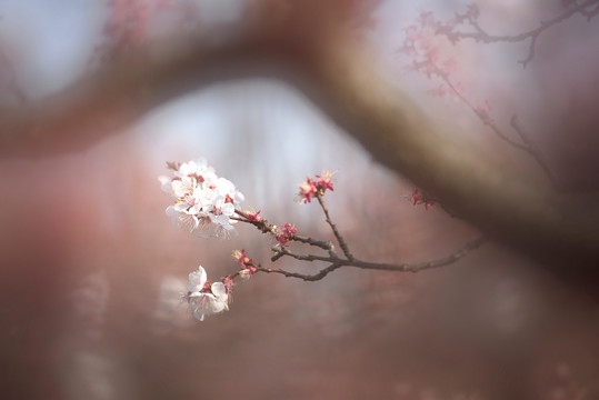 漂亮杏花自然风景