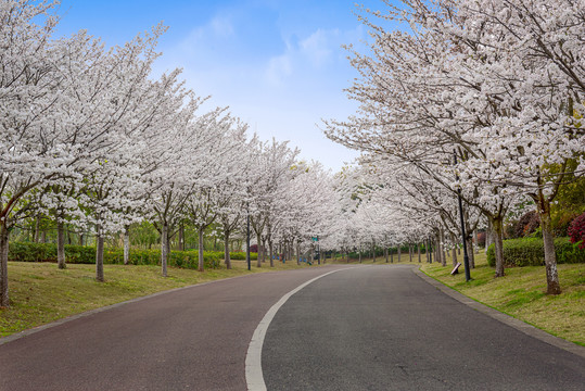 樱花大道