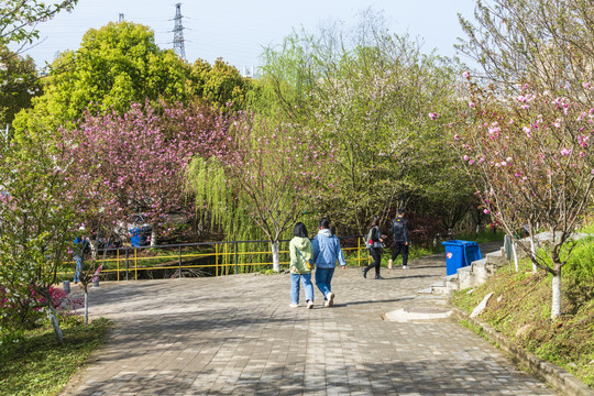 春意盎然的大学校园