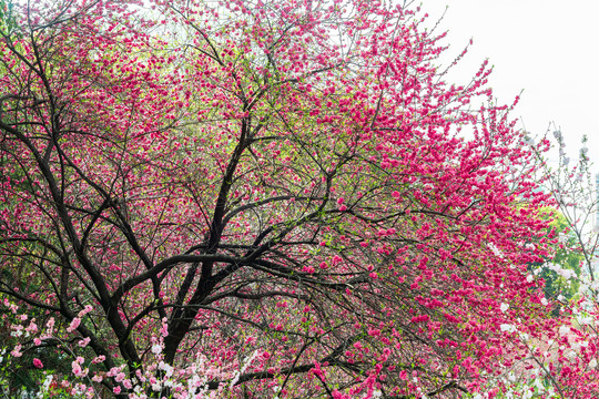 一棵鲜花怒放的大桃树
