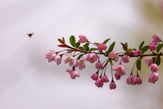 垂丝海棠花和蜜蜂