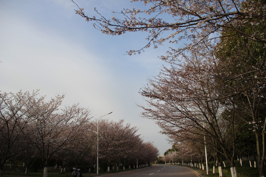 中国药科大学