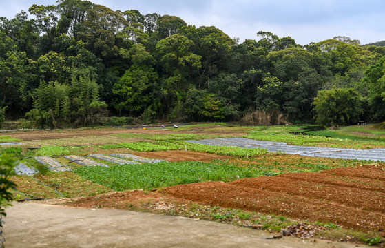 深圳马峦山上的菜地