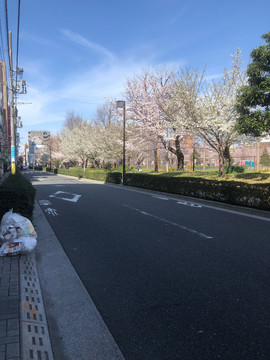 春天樱花街道