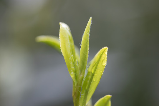 杭州西湖龙井明前新茶嫩茶特写