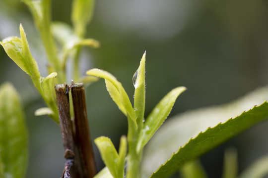 杭州西湖龙井明前新茶嫩茶特写