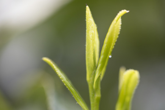 杭州西湖龙井明前新茶嫩茶特写