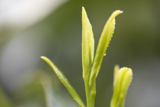 杭州西湖龙井明前新茶嫩茶特写