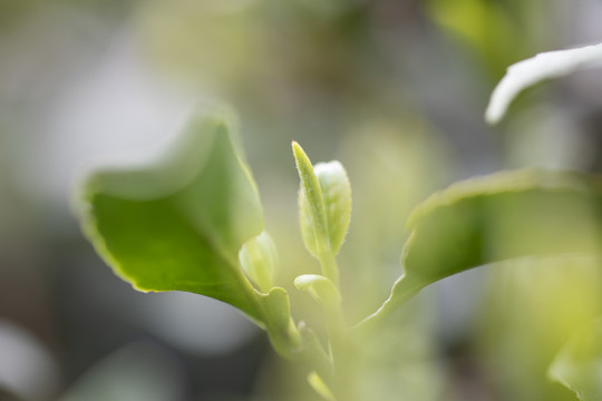 杭州西湖龙井明前新茶嫩茶特写