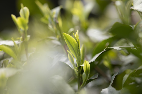 杭州西湖龙井明前新茶嫩茶特写