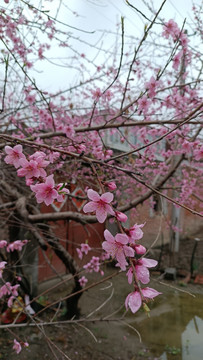 乡间美丽的桃花