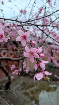 乡间美丽的桃花