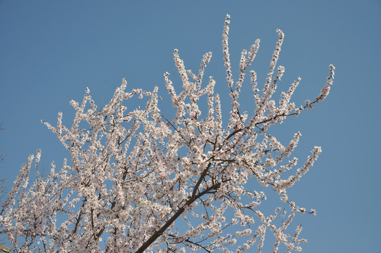 春之桃花