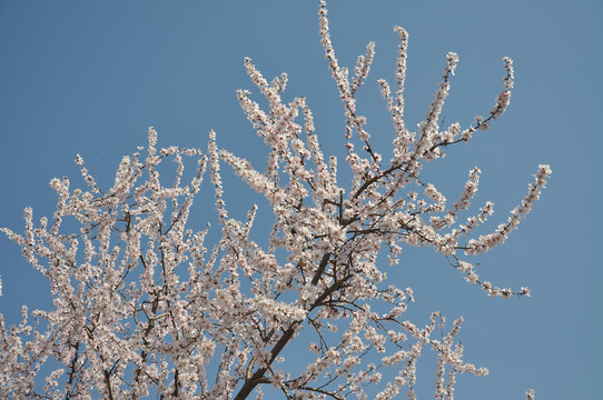 一树桃花一树春