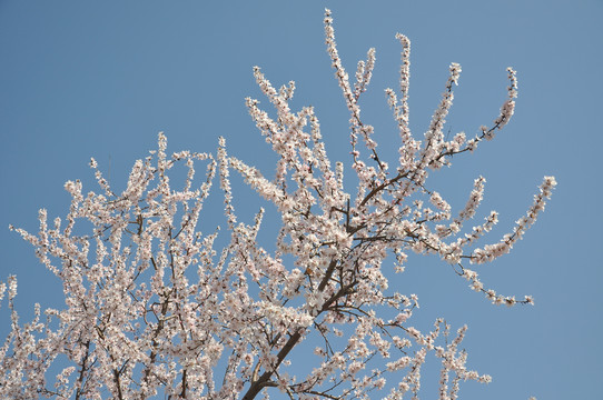 山桃花