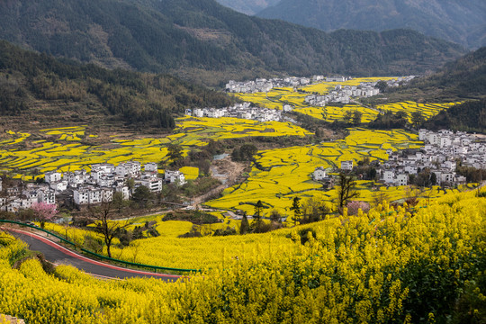 婺源江岭油菜花