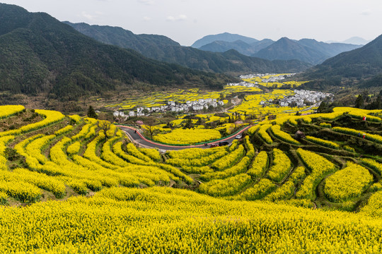 婺源江岭油菜花