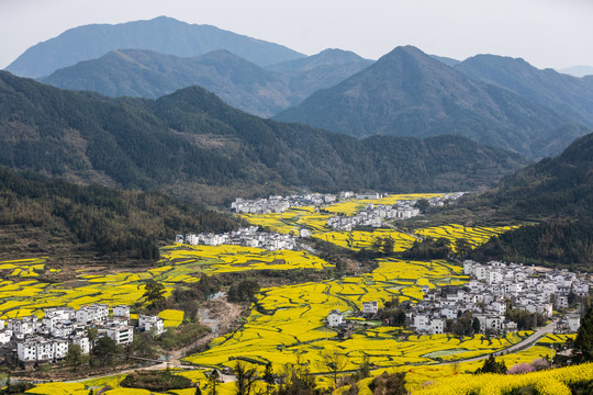 婺源江岭油菜花