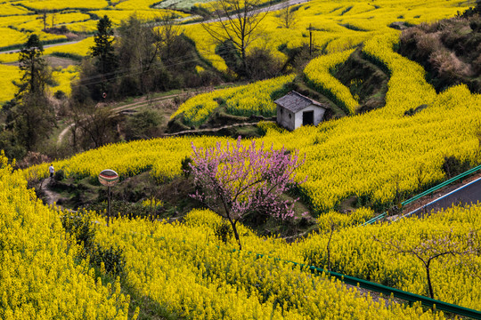 婺源江岭油菜花