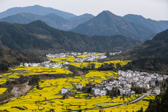 婺源江岭油菜花