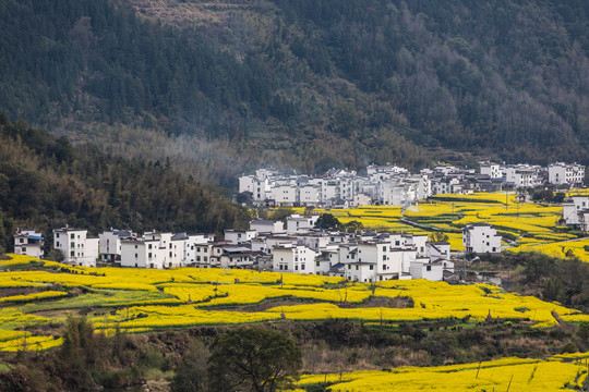 婺源江岭油菜花