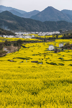 婺源江岭油菜花