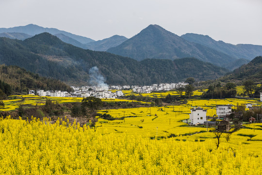 婺源江岭油菜花