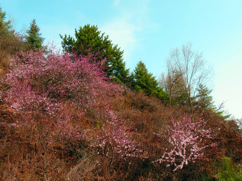 山上桃花