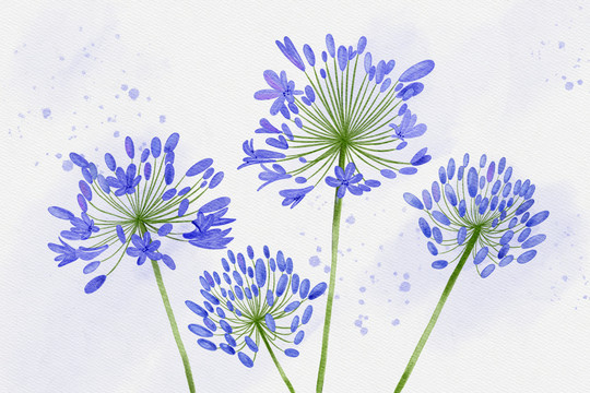 百子蓮花朵