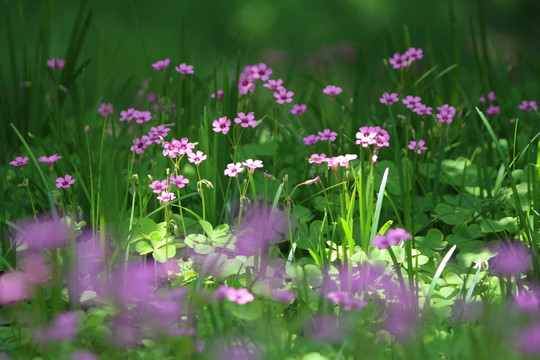 花花草草