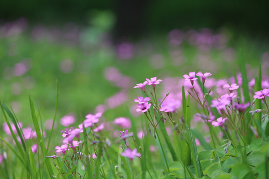 花花草草