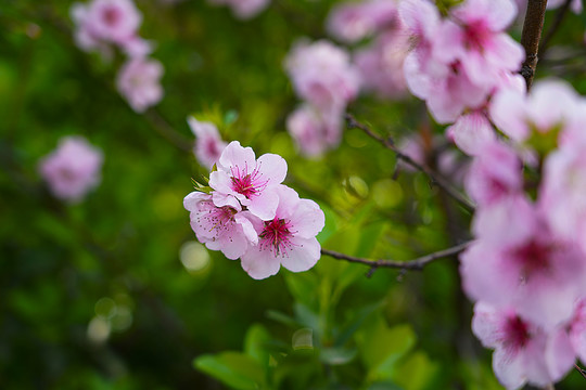 桃花