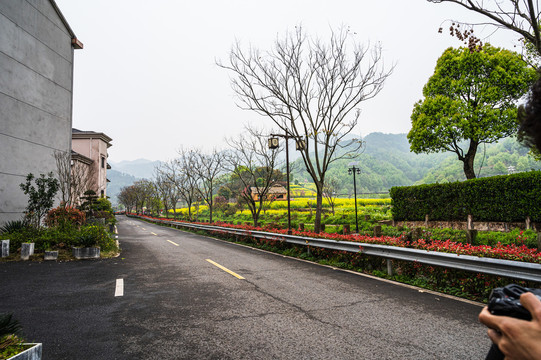 春天周末郊游油菜花花海