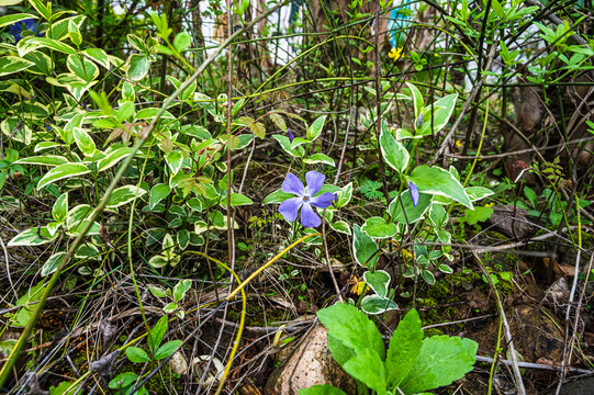 春天周末郊游油菜花花海