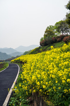 春天周末郊游油菜花花海