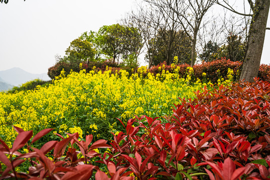 春天周末郊游油菜花花海