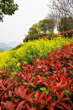 春天周末郊游油菜花花海