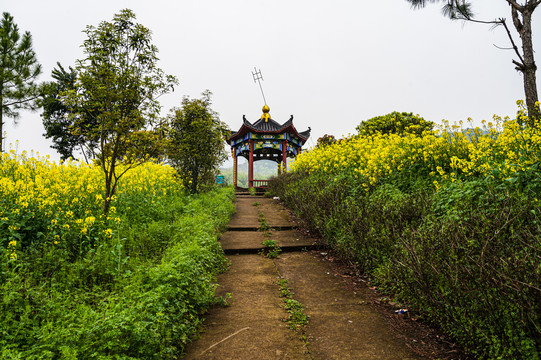 春天周末郊游油菜花花海