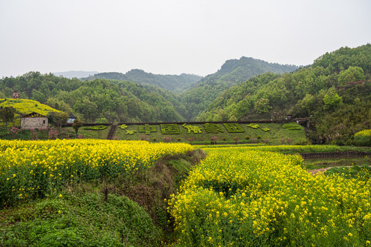 春天周末郊游油菜花花海