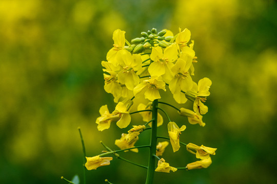 春天周末郊游油菜花花海