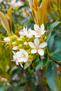 橘子花开