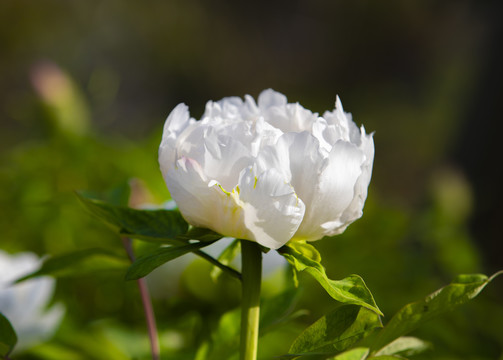 白牡丹鲜花