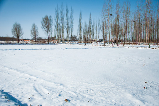 雪地