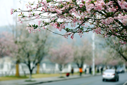 花街春景