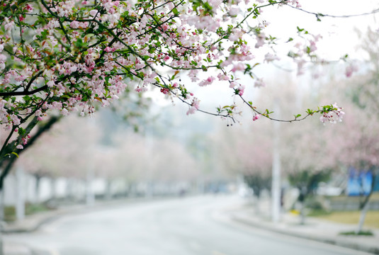 花街春景